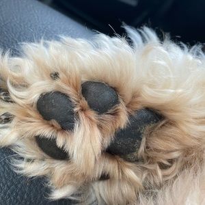 Meet your Posher, Tessa